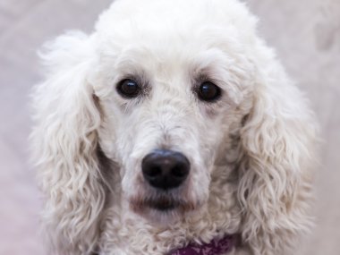 Beyaz bir köpek başkanı