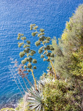 Deniz manzara, bitki ve deniz yüzeyi ile büyümüş kaya