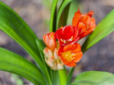 Çekici egzotik bitki kostal Akdeniz