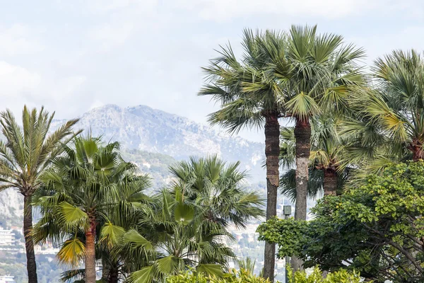 Monte-Carlo, Monaco, na 10 stycznia 2016 r. Rośliny ozdobne w egzotyczne ogrody — Zdjęcie stockowe
