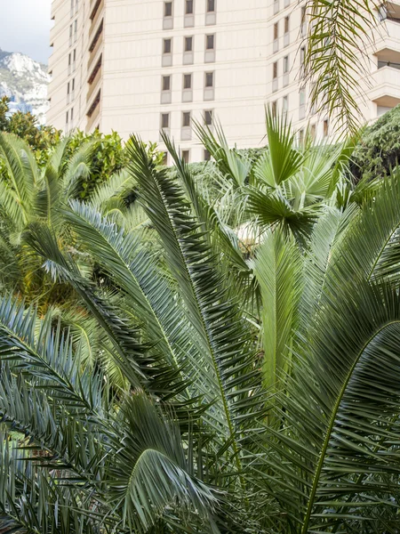 Monte-Carlo, Monaco, na 10 stycznia 2016 r. Rośliny ozdobne w egzotyczne ogrody — Zdjęcie stockowe