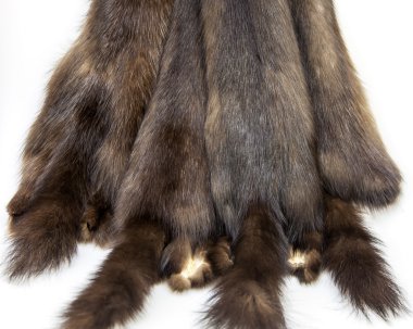 Barguzin samur derileri