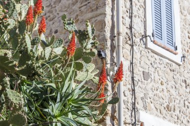 Çekici egzotik bitki kostal Akdeniz