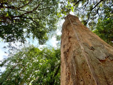 Yeşil ormanlar dünyayı dengeler, küresel ısınmayı azaltır ve mevsimsel yağmura neden olur