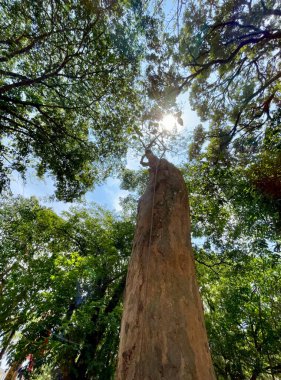 Yeşil ormanlar dünyayı dengeler, küresel ısınmayı azaltır ve mevsimsel yağmura neden olur