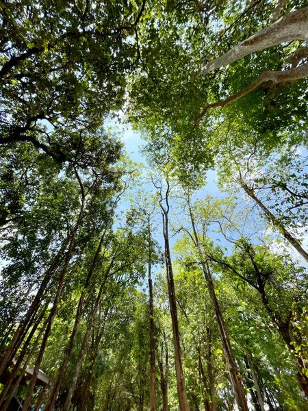 Florestas Verdes Equilibram Mundo Reduzem Aquecimento Global Causam Chuva Sazonal — Fotografia de Stock
