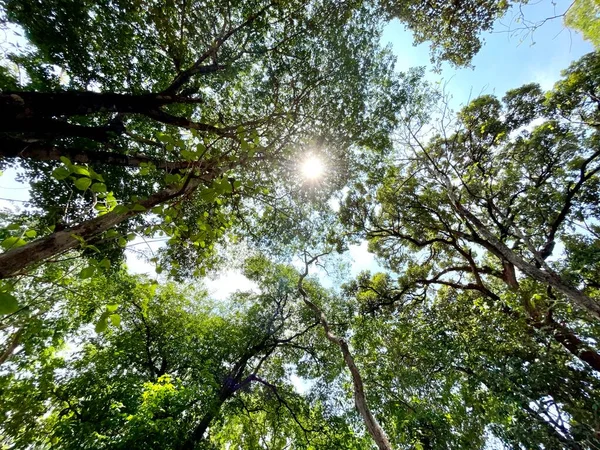 Florestas Verdes Equilibram Mundo Reduzem Aquecimento Global Causam Chuva Sazonal — Fotografia de Stock