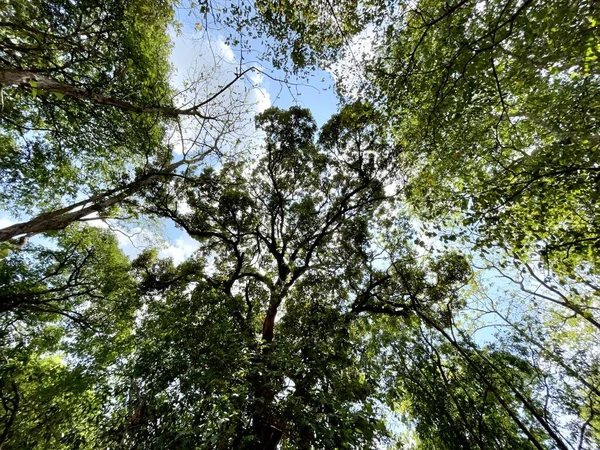 Florestas Verdes Equilibram Mundo Reduzem Aquecimento Global Causam Chuva Sazonal — Fotografia de Stock
