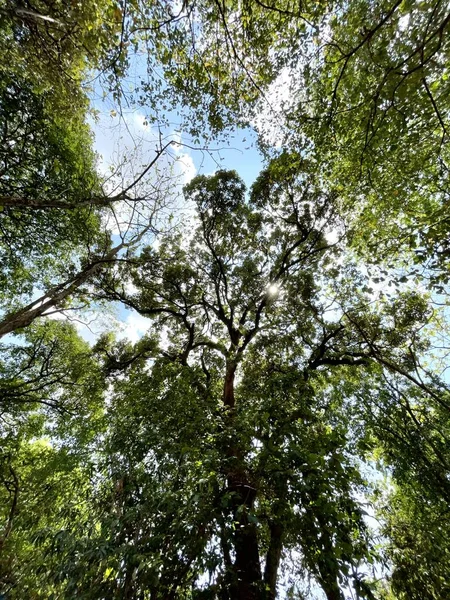 Florestas Verdes Equilibram Mundo Reduzem Aquecimento Global Causam Chuva Sazonal — Fotografia de Stock