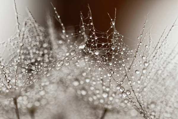 Abstract Macro Foto Van Paardebloem Zaden Met Water Drops — Stockfoto