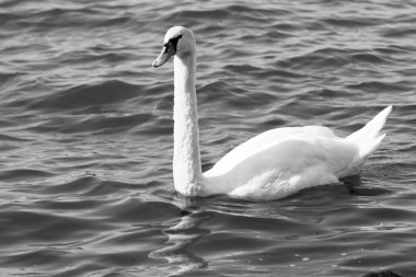 Beyaz Kuğu gölde - Bw fotoğrafı
