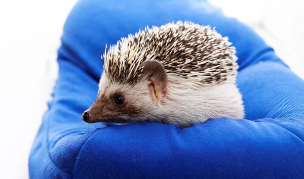 Foto Voor Een Schattig Egel Een Blauwe Zitzak — Stockfoto