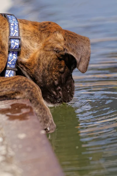 Niedlicher Boxerhund — Stockfoto