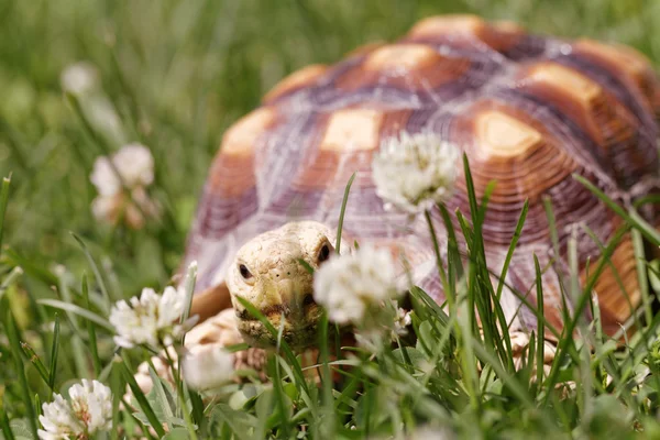 Tortuga estimulada africana — Foto de Stock