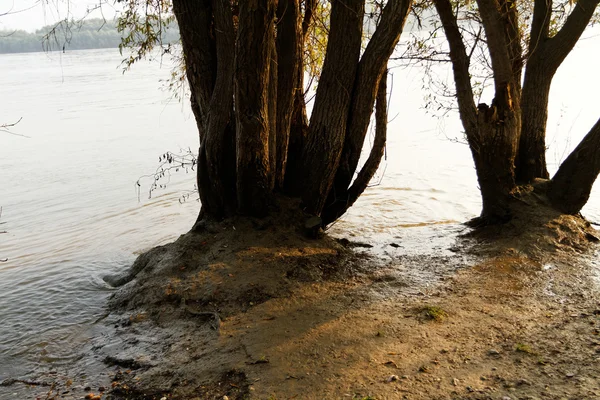 Foto Dos Árboles Costa Del Río — Foto de Stock