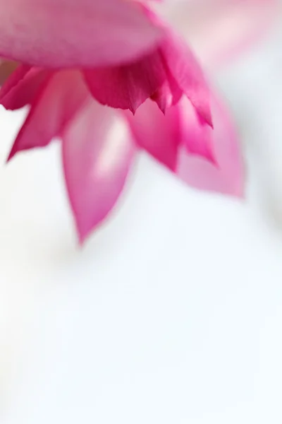 Christmas cactus flower — Stock Photo, Image