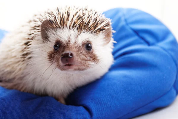 Foto Voor Een Schattig Egel Een Blauwe Zitzak — Stockfoto