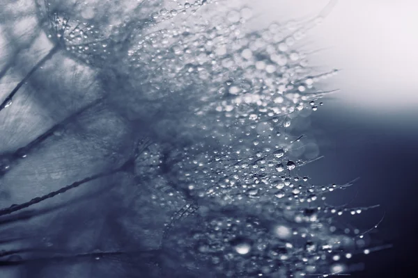 Abstract Macro Foto Van Paardebloem Zaden Met Water Drops — Stockfoto