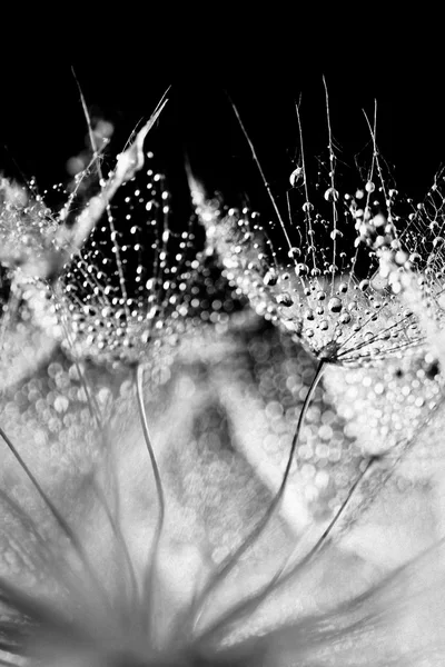 물으로 민들레 씨앗의 매크로 — 스톡 사진