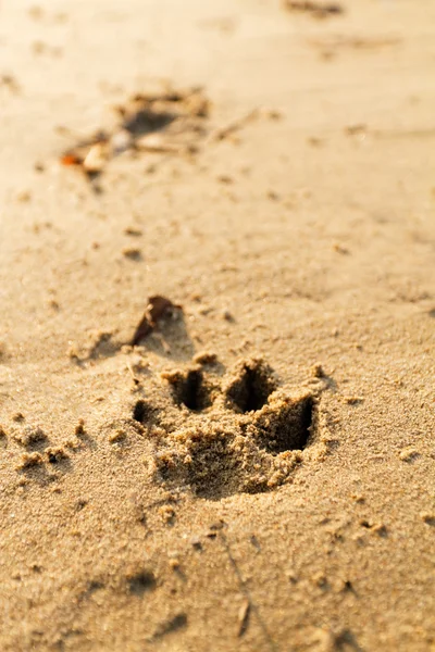 Animal foot print — Stock Photo, Image