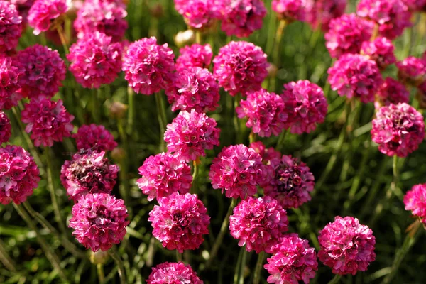 Lots Pink Flower Garden Stock Picture