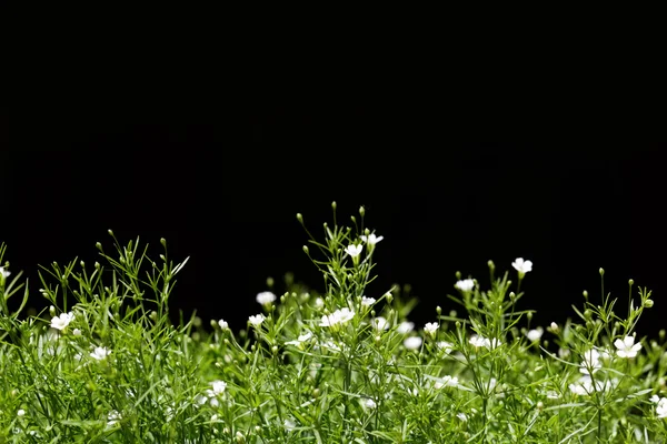 Foto Den Speciella Och Doftande Lobularia Maritima — Stockfoto