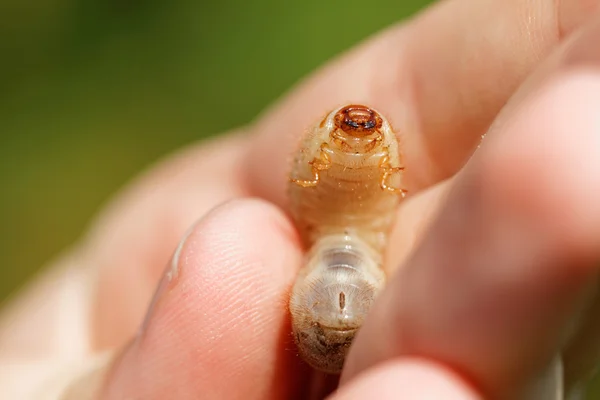 白いコガネムシ幼虫の写真をクローズ アップ — ストック写真