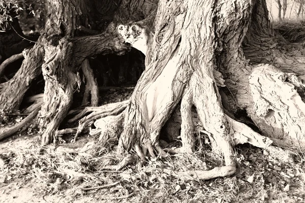 Photo of a tree\'s branched root in the forest