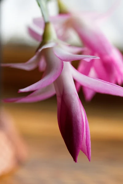 Foto Hermosa Flor Cactus Navidad — Foto de Stock