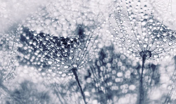 Foto Macro Abstracta Semillas Diente León Con Gotas Agua — Foto de Stock