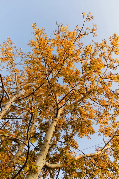 Photo Autumn Tree Orange Leafs — Stock Photo, Image