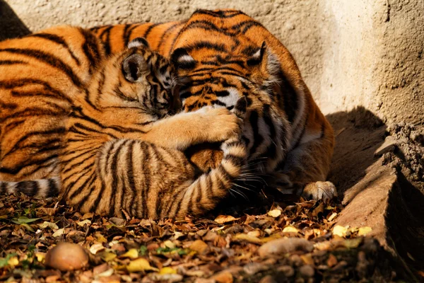 Madre Tigre Zoológico Con Cachorro Tigre Foto Soleada — Foto de Stock