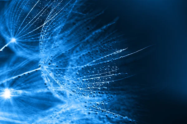 Abstract Macro Foto Van Paardebloem Zaden Met Water Drops — Stockfoto