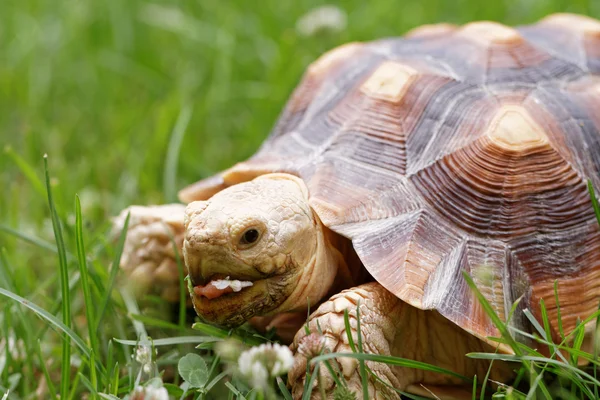 Afrikanska sporrade sköldpadda — Stockfoto