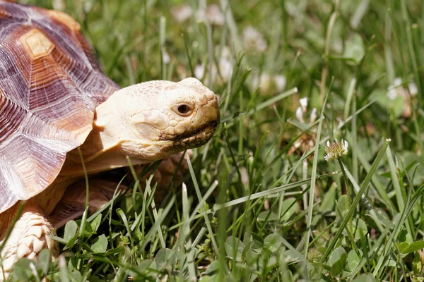 Cute Turtle Crawling Green Grass — Stock Photo, Image