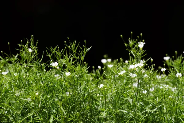 Fotografie Speciální Voňavé Lobularia Maritima — Stock fotografie