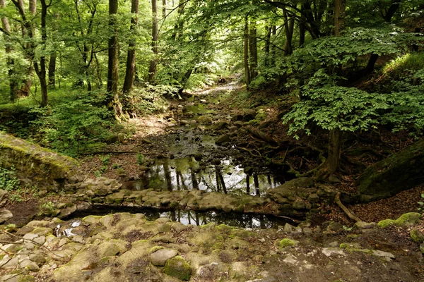 Foto Van Prachtige Brooks Het Bos — Stockfoto