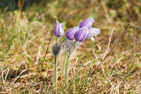 夜明け前に美しい紫色の花の写真 — ストック写真