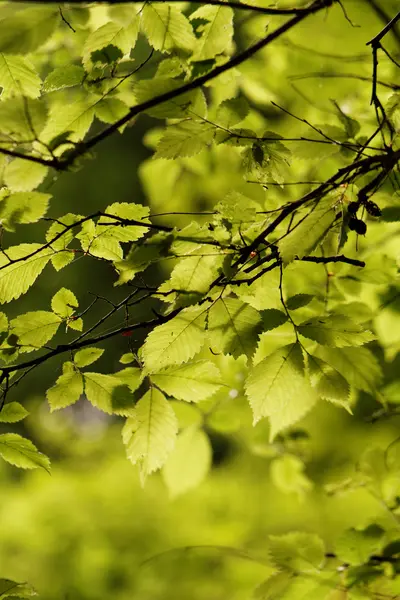 Photo Green Leaves Tree — Stock Photo, Image