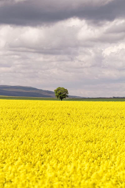 Pole Řepky Proti Obloze Mraky — Stock fotografie