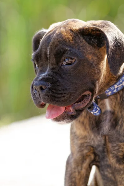 Boxer hund - porträtt — Stockfoto