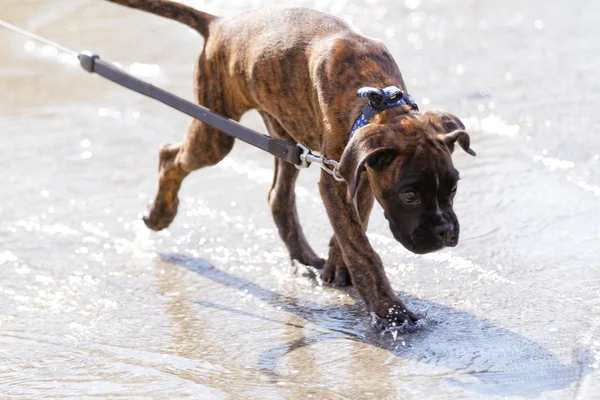 かわいい茶色のボクサー犬の写真 — ストック写真