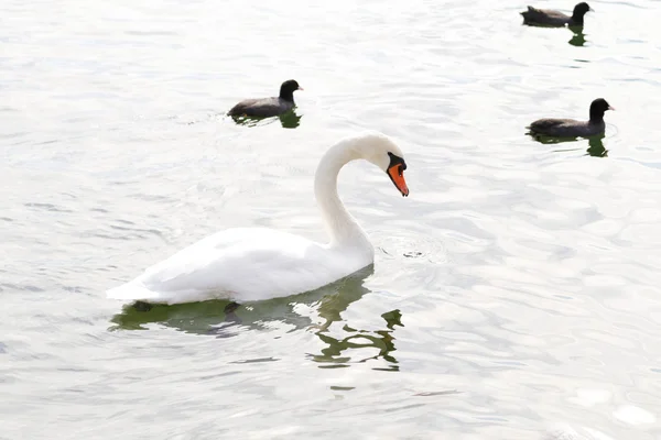 Foto Van Witte Zwaan Het Meer — Stockfoto