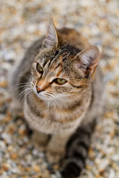 Zdjęcie Ładny Brązowy Kot Ogrodzie — Zdjęcie stockowe