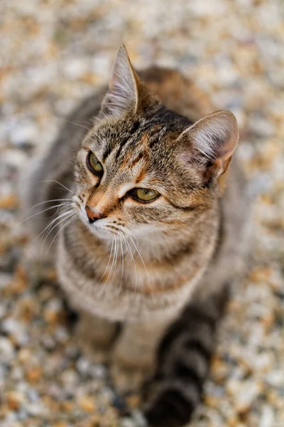 Foto Söt Brun Katt Trädgården — Stockfoto