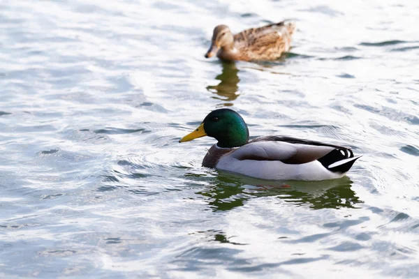 Foto Der Stockente See — Stockfoto