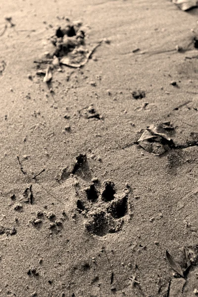Foto Uma Pegada Animal Areia — Fotografia de Stock