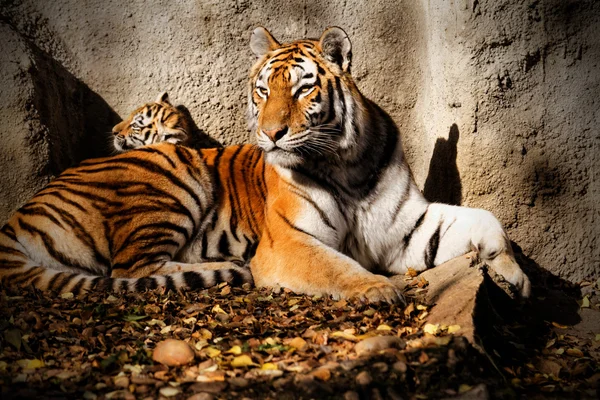 Tigre mamá - foto soleada — Foto de Stock
