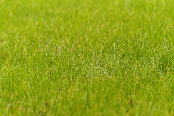 Närbild Foto Det Gröna Gräset Parken — Stockfoto