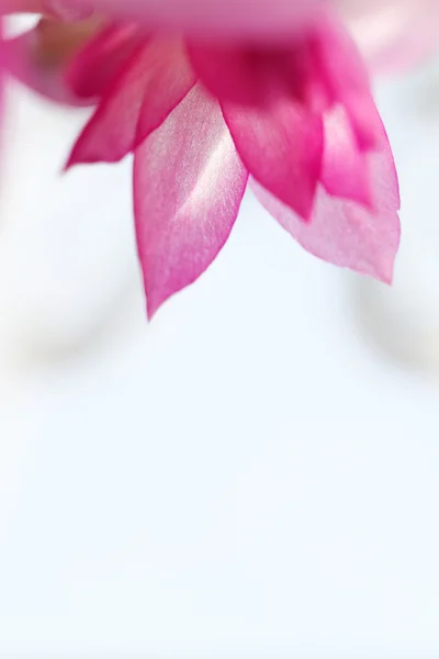 Christmas cactus - detail photo — Stock Photo, Image